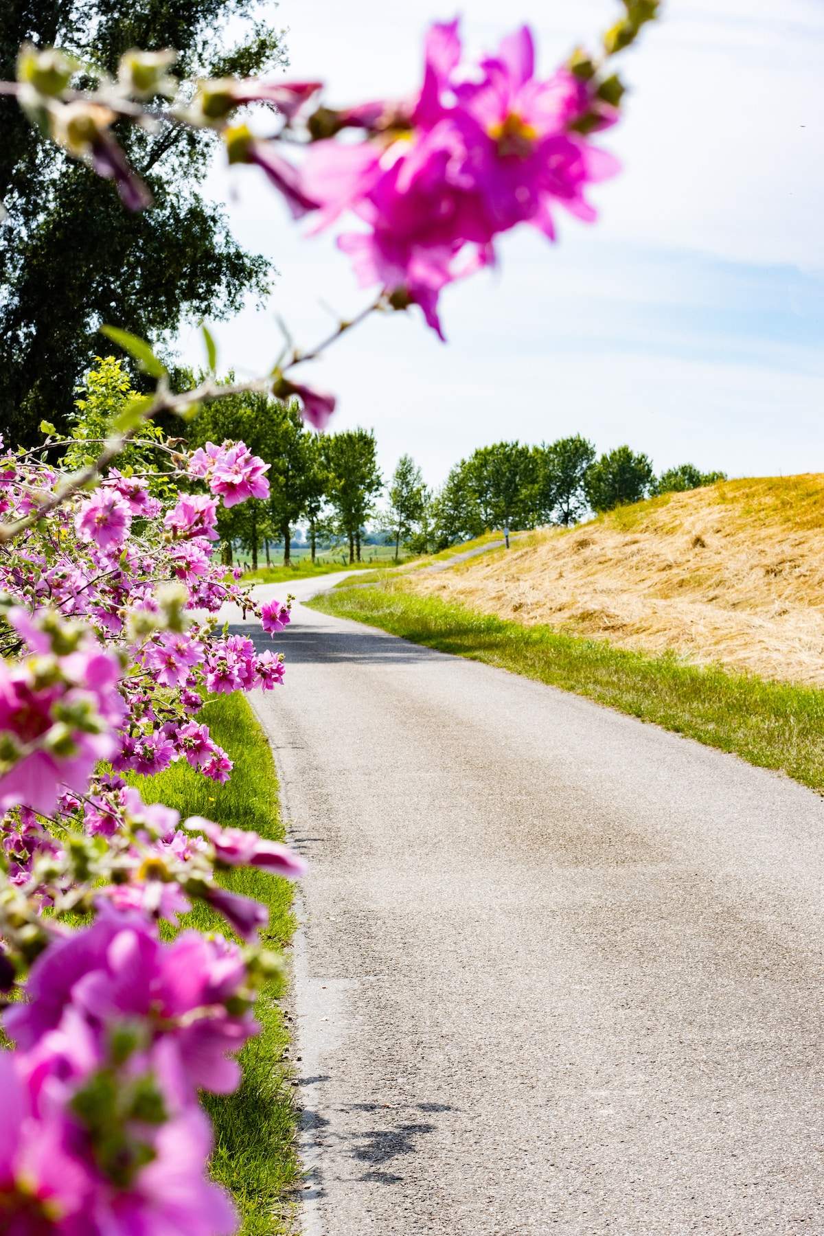 Smalle dijkweg op Schouwen-Duiveland met bloemrijke bermen