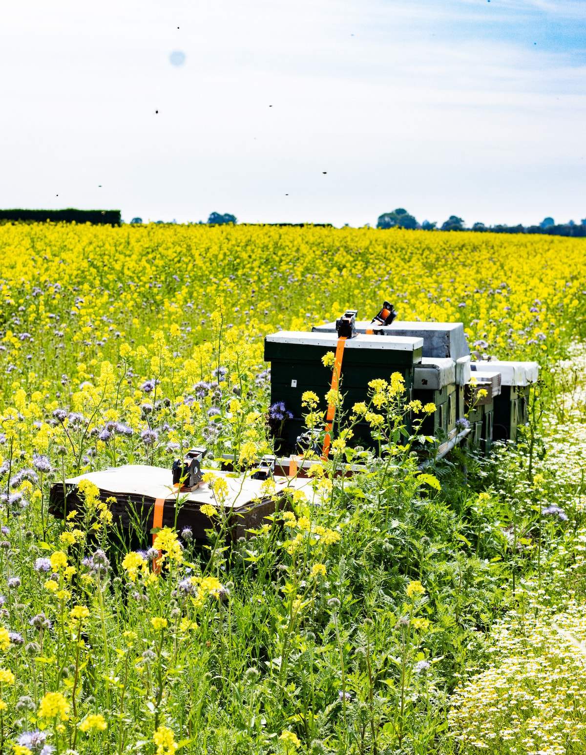 Bijenkasten langs een veld bloeiend koolzaad in de polder